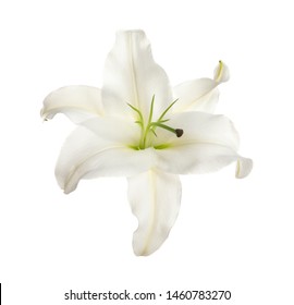 Beautiful Lily On White Background Funeral Stock Photo 1460783270 ...