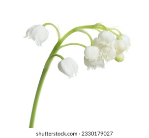 Beautiful lily of the valley flower on white background - Shutterstock ID 2330179027
