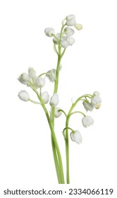 Beautiful lily of the valley flowers on white background - Shutterstock ID 2334066119