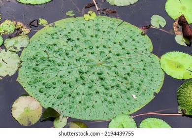 Beautiful Lilypad In The Pond In Closeup (Plant Photography)