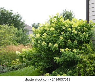 Beautiful limelight hydrangea bush in full bloom in late summer lends a romantic feel to the corner of the house