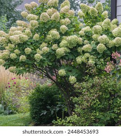 Beautiful limelight hydrangea bush in full bloom in late summer lends a romantic feel to the corner of the house