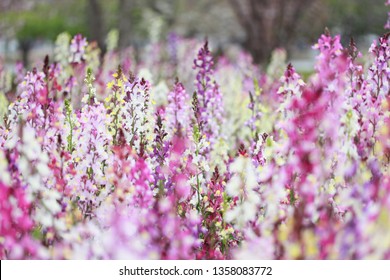 Beautiful linaria flowers