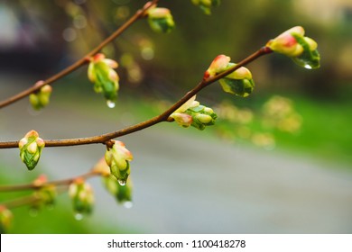 Linden Buds の画像 写真素材 ベクター画像 Shutterstock