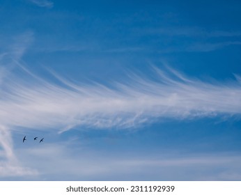 Beautiful line of cirrus cloud - angel clouds - in the blue sky. With three birds in flight - swallows - on the edge. - Shutterstock ID 2311192939