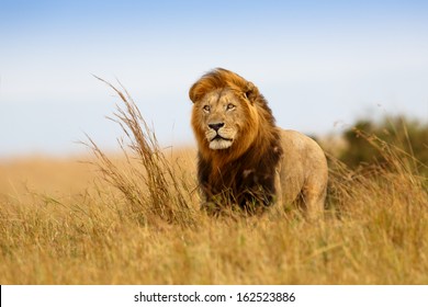 Beautiful Lion Caesar in the golden grass of Masai Mara, Kenya
