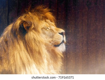 Beautiful Lion Face Profile Portrait Blur Stock Photo (Edit Now) 719165371