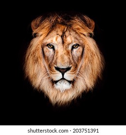 Beautiful Lion On A Black Background.