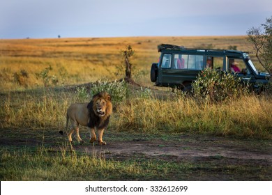 Beautiful Lion With A Safari Car In The Background In Kenya, Africa