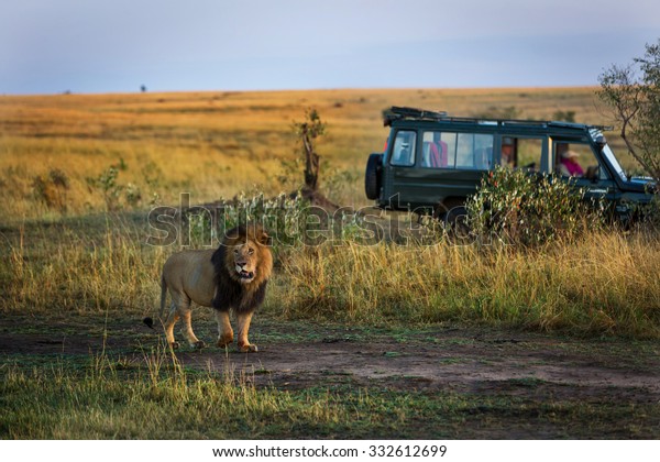 Beautiful lion with a safari car in the background\
in Kenya, Africa