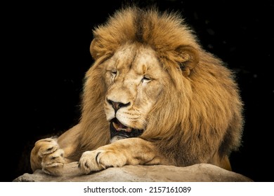 A Beautiful Lion In Sydney Zoo