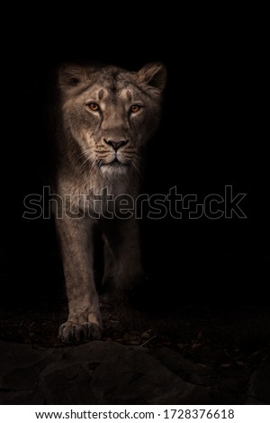 Beautiful lioness hunter stands out from the darkness, full face black night background.