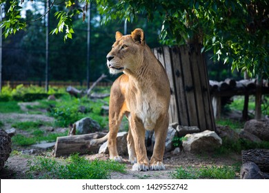 Beautiful Lioness on green background. Amazing beast in it's prime.