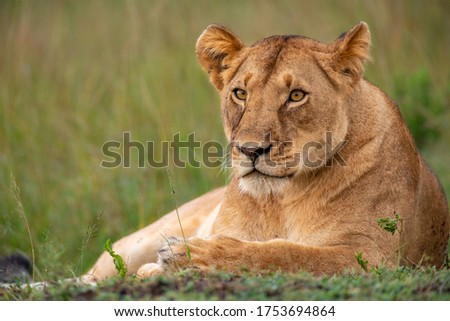 Beautiful lioness in the wild