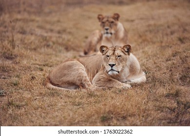 Beautiful Lioness In The Wild On A Hunt In The Republic Of South Africa