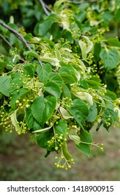 The Beautiful Lipa Prepares Her Unique And Useful Fruits As A Gift To People. Linden Tea Is Not Only A Refined Taste, But Also A Wonderful Aroma. 