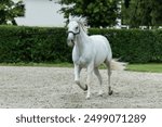 Beautiful Lipizzan White Horse Performing Dressage at Lipica Stud Farm