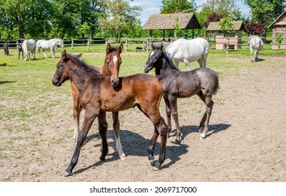 Beautiful Lipizzaner horses at the stud farm in Dakovo, Croatia.  
 - Shutterstock ID 2069717000