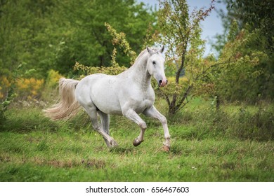 Lipizzaner Images, Stock Photos & Vectors | Shutterstock