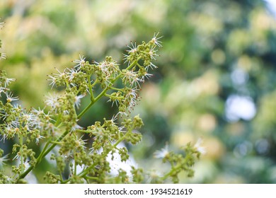 Beautiful Litchi Or Lychee  Flower.