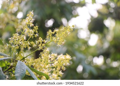 Beautiful Litchi Or Lychee  Flower.