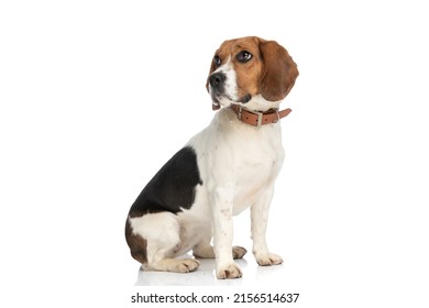 beautiful little beagle dog looking away with humble look on his face and wearing a leash on white backgound