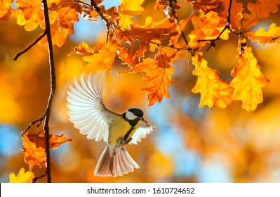 Beautiful Little Bird Tit Flies In The Autumn Clear Park By The Branch Of An Oak With Golden Foliage On A Sunny Day