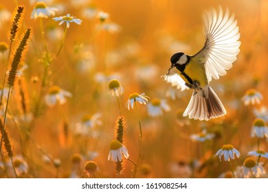 Beautiful Little Bird Yellow Tit Flies Over A Field Of White Daisy Flowers In Sunny Summer Evening With Feathers And Wings Spread Wide