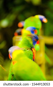 Beautiful Little Birds Of Guadeloupe