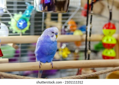 A Beautiful Little Budgie.A Parrot With A Blue Feather In A Cage On A Branch Of The House.A Pet In A Valliere With Food And A Toy.Exotic Bird At Home.An Animal With A Beak And A Wing