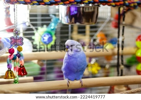 A beautiful little budgie.A parrot with a blue feather in a cage on a branch of the house.A pet in a Valliere with food and a toy.Exotic bird at home.An animal with a beak and a wing