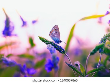 beautiful little butterfly pigeon flew on a summer meadow and sits surrounded by blue and purple flowers and the rays of the sunset warm sun - Shutterstock ID 1240059865