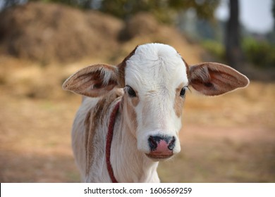 Beautiful little calf at dairy farm. Newborn baby cow
