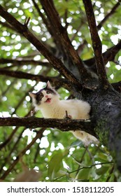 Beautiful little cat stuck in a tree in the garden Thailand.