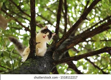 Beautiful little cat stuck in a tree in the garden Thailand.