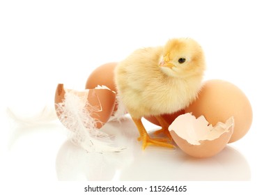 163,366 Chick white background Images, Stock Photos & Vectors ...