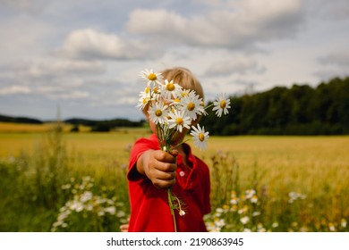 Beautiful little child,  boy holding daisy flowers in field, bouquet close up