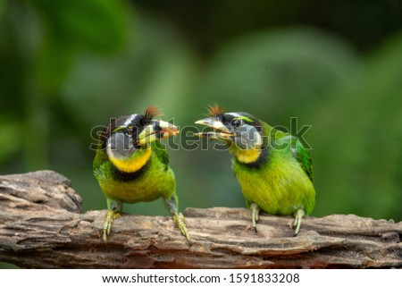the beautiful little couple cute Fire Tufted Barbet eating and talking on the branch in the green forest and blur green forest background