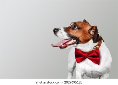 Beautiful Little Cute Dog Laying Down On Background In Studio