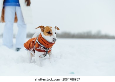 Beautiful Little Dog Breed Jack Russell Plays With A Ball In The Snow While Walking With A Waltz, A Close Photo Of A Pet.