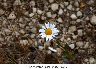 A beautiful little flower grows on a stone path along the side of the road. View from above. . High quality photo