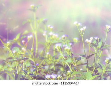 Beautiful little flower in vintage soft filter