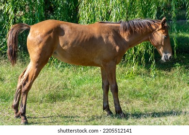 Beautiful Little Foal Grazing In Pasture. Brown Horse Eating Green Grass. Little Foal Equus Caballus With Black Tail And Mane On The Field. Ginger Perissodactyla Pluck And Eating Plants On Sunny Day.