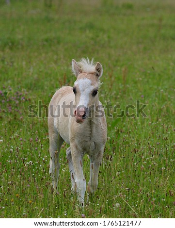 Similar – Foal II Environment