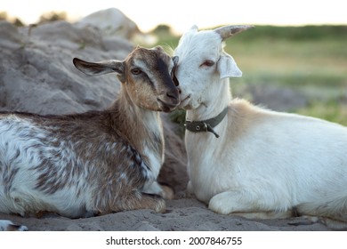 Beautiful little goat cubs lie in the field. Goats lie with their muzzles touched.