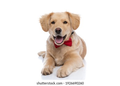 beautiful little golden retriever dog wearing red bowtie, sticking out tongue and panting, laying down isolated on white background in studio - Powered by Shutterstock
