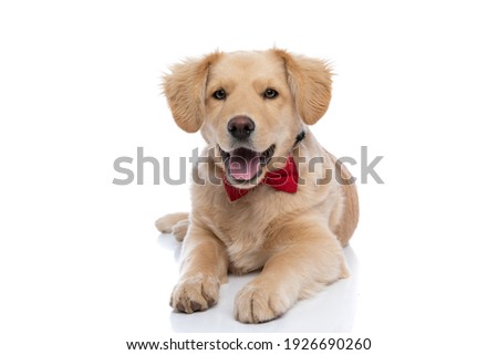 beautiful little golden retriever dog wearing red bowtie, sticking out tongue and panting, laying down isolated on white background in studio