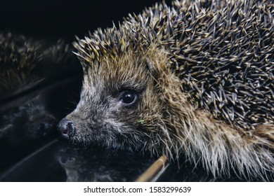 A beautiful little gray hedgehog sits on the piano keys. Piano playing. Music school, education concept, beginning of the year, creativity. Musical instrument, classical, melody. Muzzle close-up - Powered by Shutterstock