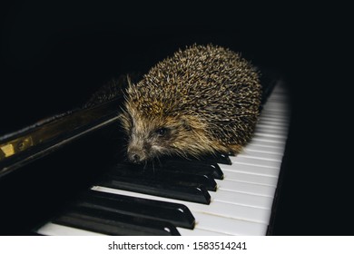 A beautiful little gray hedgehog sits on the piano keys. Piano playing. Music school, education concept, beginning of the year, creativity. Musical instrument, classical, melody. Muzzle close-up - Powered by Shutterstock