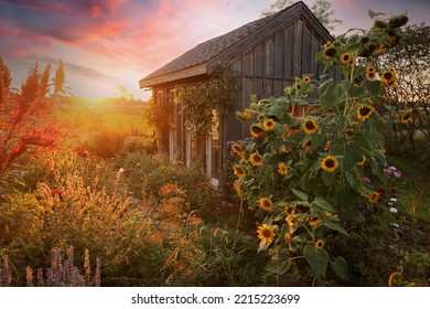 A Beautiful Little Hand Built Shed Is Surrounded By Sunflowers And Flowers In An Autumn Cottage Garden At Sunset. 